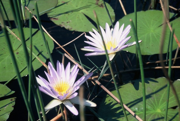 F1000035.jpg (104422 octets)