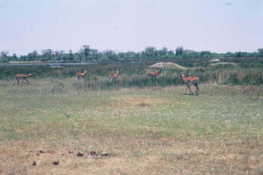 10Moremi3rdBridgeF1000003.jpg