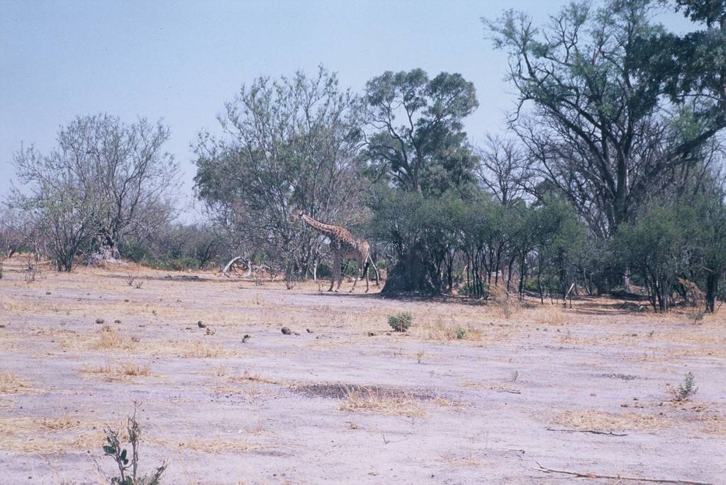 10Moremi3rdBridgeF1000023.jpg