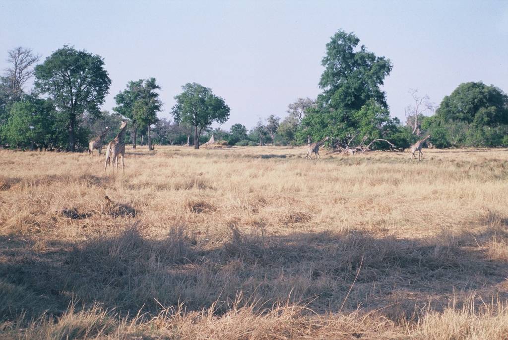 11MoremiXakanaxaF1000027.jpg