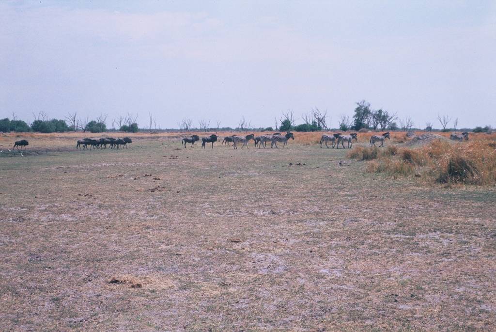 11MoremiXakanaxaF1000028.jpg