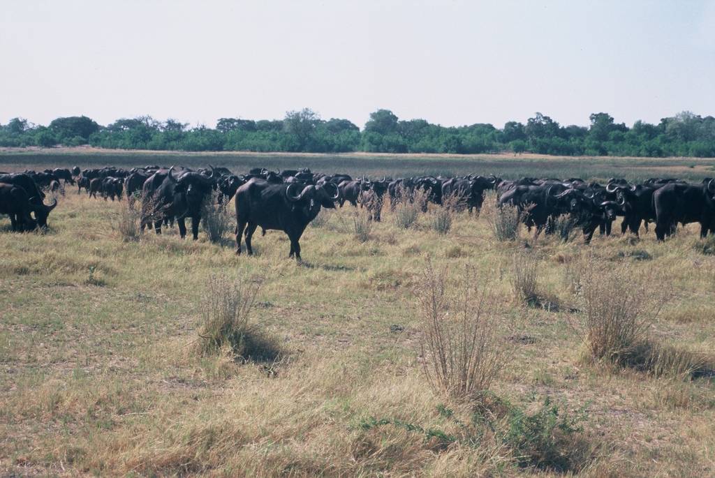 12MoremiKhwaiF1000014.jpg