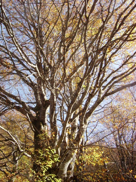 IMGP3727.JPG