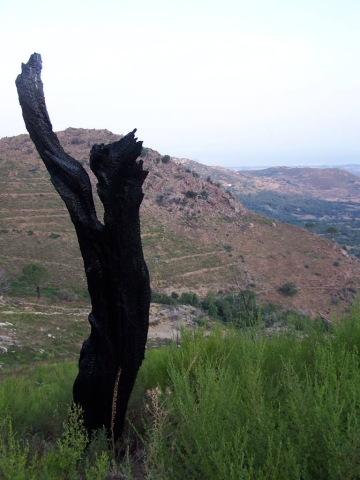 003 arbre calcine.JPG