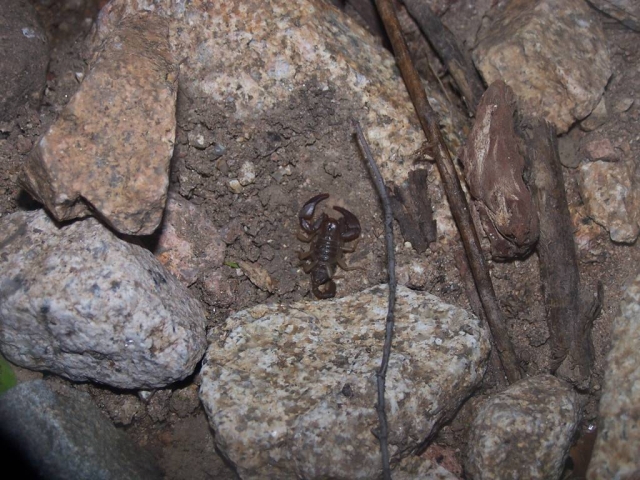103 Scorpion corse.JPG