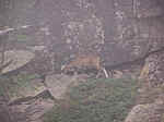 010 Mouflon.JPG