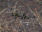 018 Salamandre.JPG
