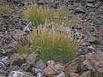 IMGP3225.JPG IMGP3225.JPG