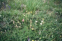 F1000006.JPG F1000006.JPG