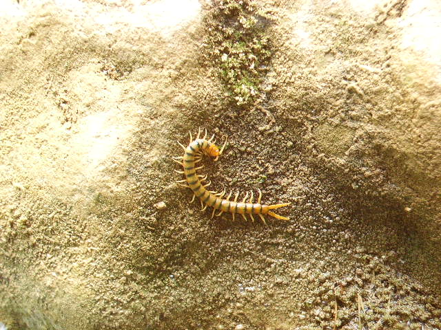 IMGP0862.JPG