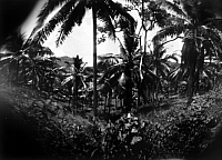 philippines_ben_jungle copie.jpg.jpg philippines_ben_jungle copie.jpg.jpg